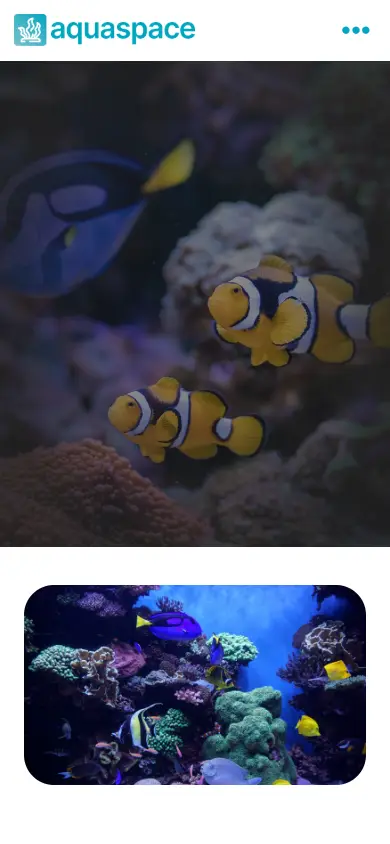 หน้าแรกของธีม Aquaspace บนมือถือ